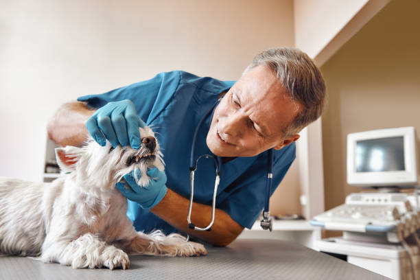 Best Tooth Infection Emergency Dentist  in Hagerstown, MD